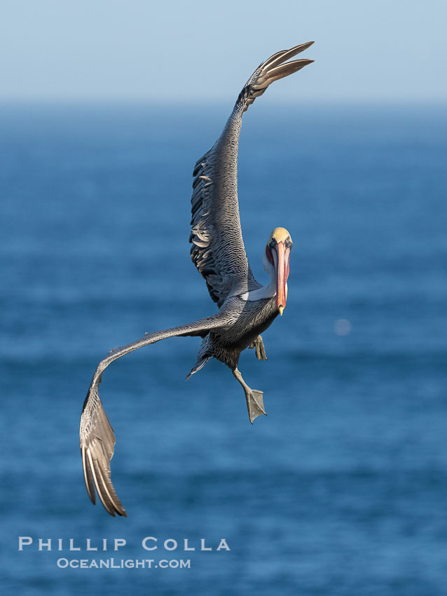 A California Brown Pelican flying over the Pacific Ocean, spreads its large wings wide to slow down as it banks, turns in midair, to land on seacliffs in La Jolla. Winter adult non-breeding plumage, Pelecanus occidentalis californicus, Pelecanus occidentalis