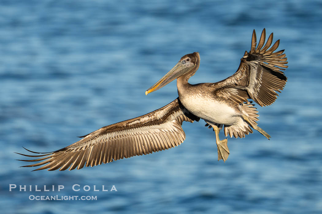 A California Brown Pelican flying over the Pacific Ocean, spreads its large wings wide to slow down as it slows to land on seacliffs in La Jolla. Subadult / juvenile plumage, Pelecanus occidentalis, Pelecanus occidentalis californicus