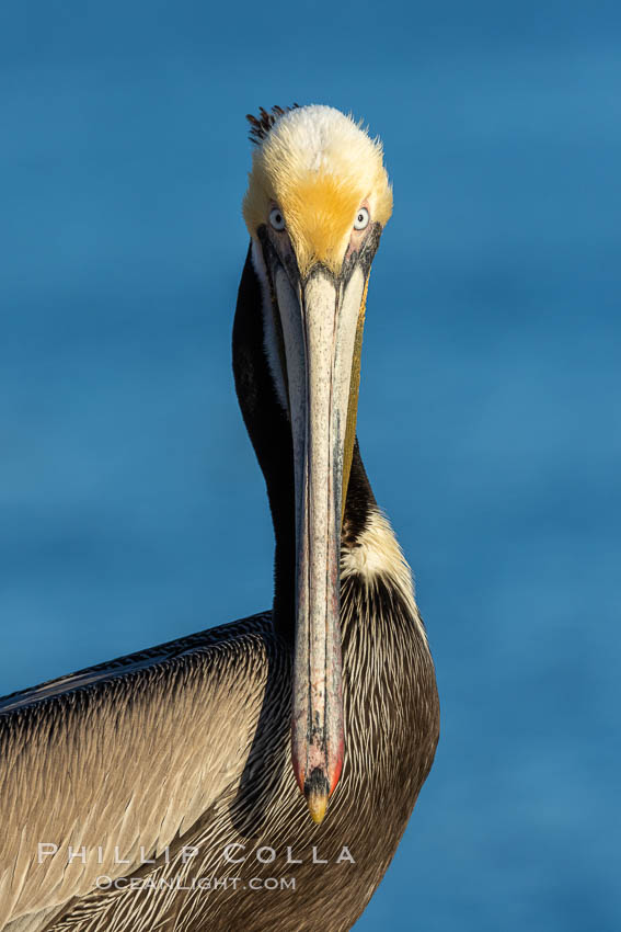 Brown pelican portrait, displaying winter breeding plumage with distinctive dark brown nape, white and yellow yellow head feathers and red and yellow gular throat pouch. La Jolla, California, USA, Pelecanus occidentalis, Pelecanus occidentalis californicus, natural history stock photograph, photo id 36842