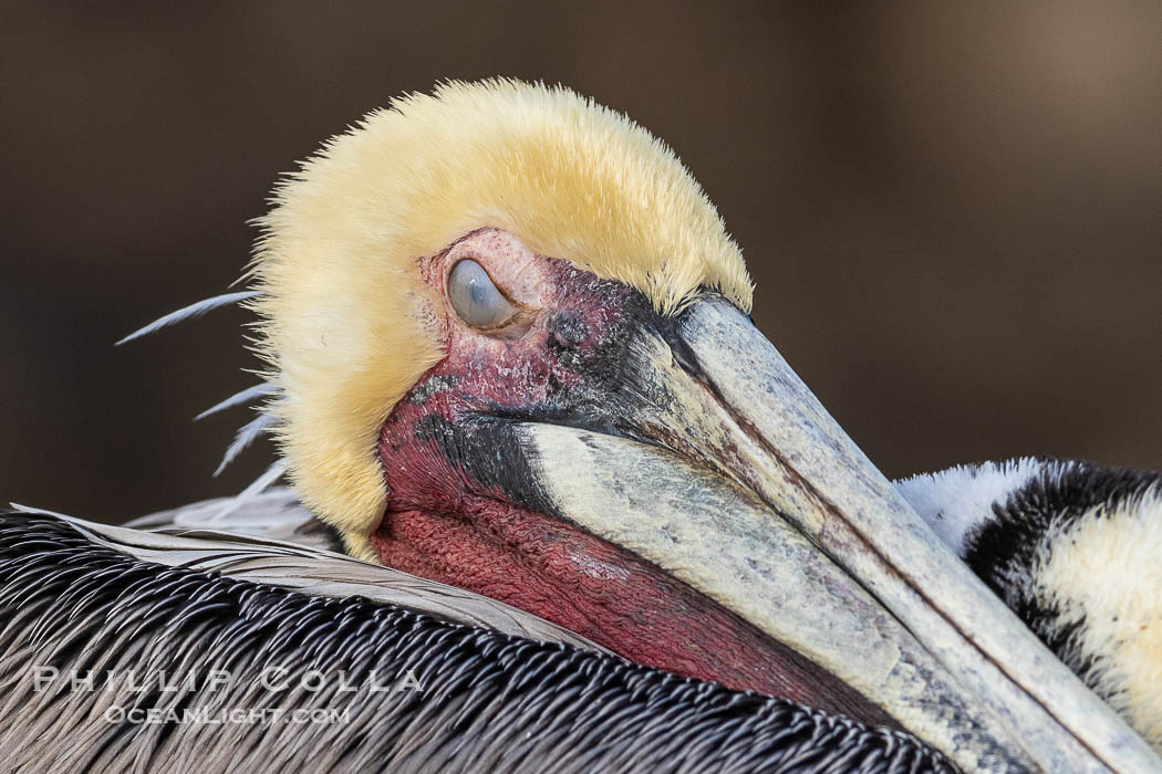 Brown pelican nictitating membrane, a translucent membrane that forms an inner eyelid in birds, reptiles, and some mammals. It can be drawn across the eye to protect it while diving in the ocean, from sand and dust and keep it moist, Pelecanus occidentalis, Pelecanus occidentalis californicus, La Jolla, California Brown pelican nictitating membrane, a translucent membrane that forms an inner eyelid in birds, reptiles, and some mammals. It can be drawn across the eye to protect it while diving in the ocean, from sand and dust and keep it moist, Pelecanus occidentalis, Pelecanus occidentalis californicus, La Jolla, California