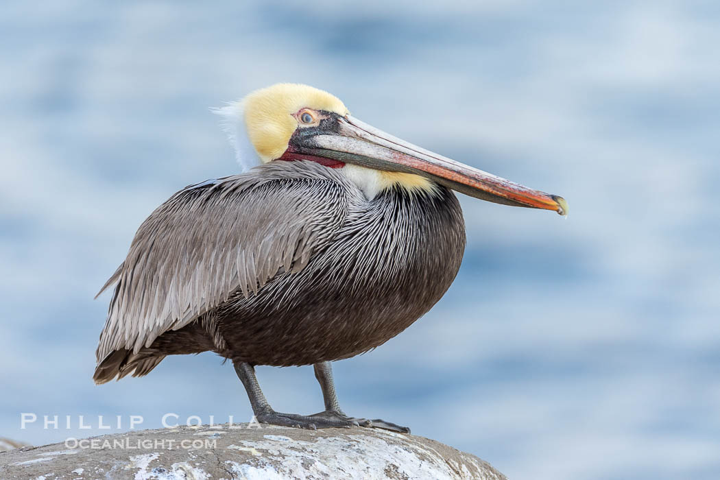 Brown pelican nictitating membrane, a translucent membrane that forms an inner eyelid in birds, reptiles, and some mammals. It can be drawn across the eye to protect it while diving in the ocean, from sand and dust and keep it moist. La Jolla, California, USA, Pelecanus occidentalis, Pelecanus occidentalis californicus, natural history stock photograph, photo id 38601