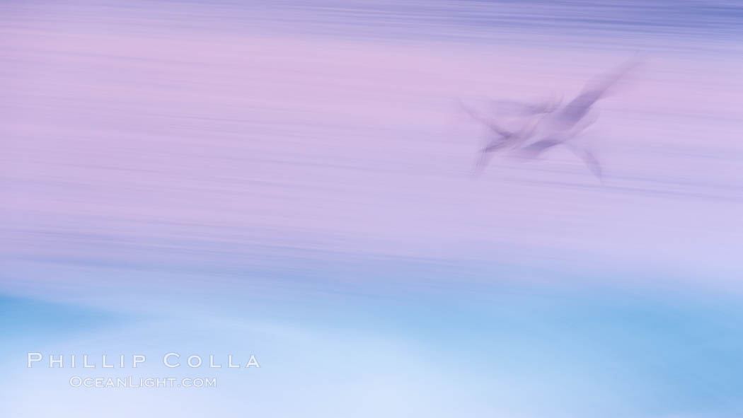Ghostly California brown pelican glides over breaking surf, abstract with motion blur and pastel pre-dawn colors, La Jolla