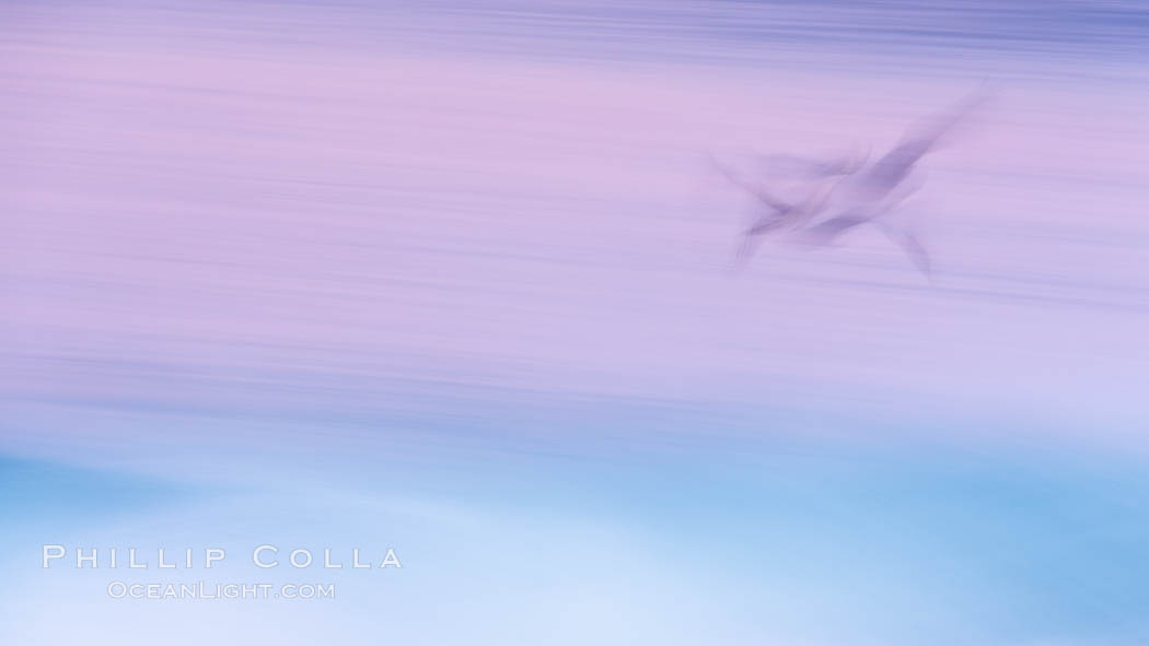 Ghostly California brown pelican glides over breaking surf, abstract with motion blur and pastel pre-dawn colors, La Jolla Ghostly California brown pelican glides over breaking surf, abstract with motion blur and pastel pre-dawn colors, La Jolla
