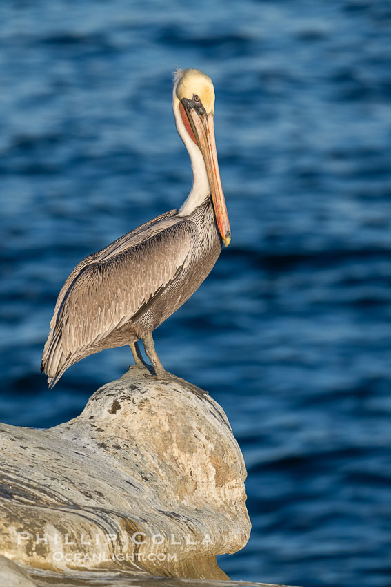 Brown Pelican on Pedestal Rock Portrait at Sunrise, adult non-breeding winter plumage, Pelecanus occidentalis, Pelecanus occidentalis californicus, La Jolla, California