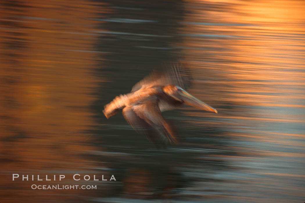 Brown pelican, Sea of Cortez., Pelecanus occidentalis, natural history stock photograph, photo id 00614