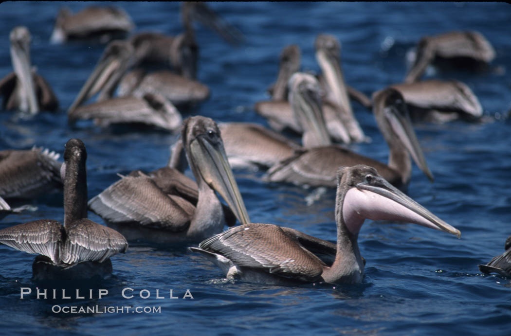 Brown pelicans feeding on krill. Coronado Islands (Islas Coronado), Baja California, Mexico, Pelecanus occidentalis, natural history stock photograph, photo id 05728