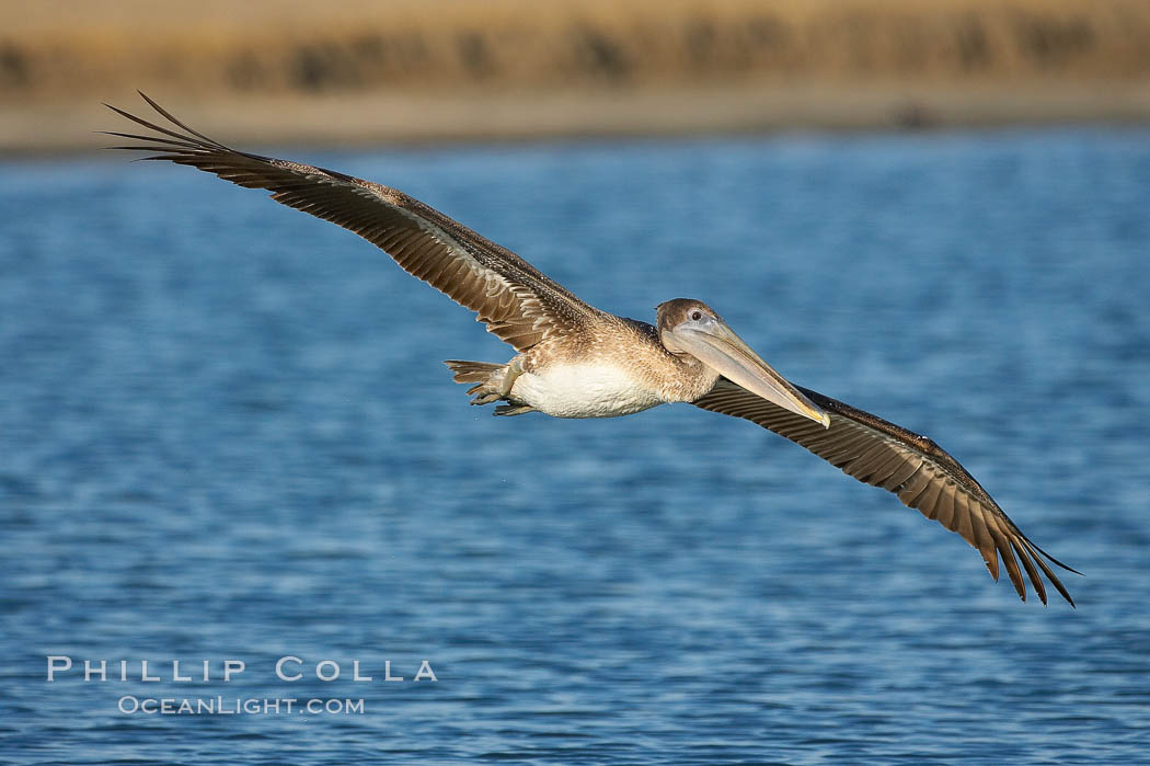 Brown pelican. San Diego Bay National Wildlife Refuge, California, USA, Pelecanus occidentalis, natural history stock photograph, photo id 17467