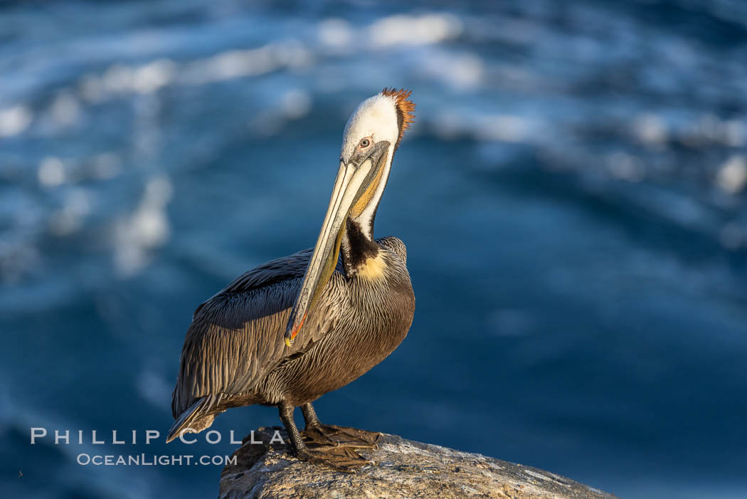 Portrait of California brown pelican, with the characteristic winter mating plumage except this one has a yellow throat rather than red, Pelecanus occidentalis, Pelecanus occidentalis californicus, La Jolla