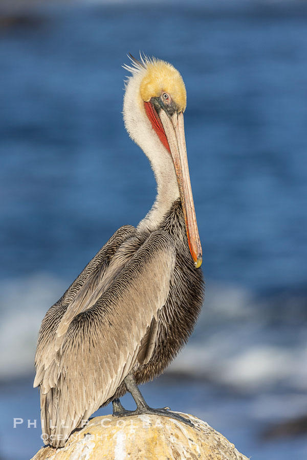 Portrait of California brown pelican, with the characteristic winter mating plumage shown: red throat and yellow head., Pelecanus occidentalis, Pelecanus occidentalis californicus, natural history stock photograph, photo id 37724