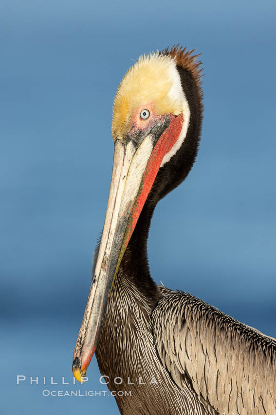 Portrait of California brown pelican, with the characteristic winter mating plumage shown: red throat, yellow head and dark brown hindneck, Pelecanus occidentalis, Pelecanus occidentalis californicus, La Jolla