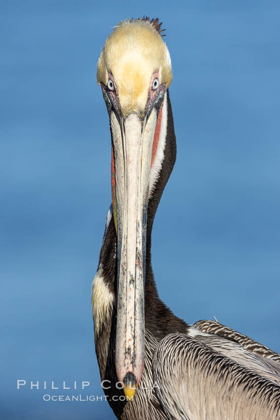Brown pelican staring down the photographer. Portrait of California brown pelican, with the characteristic winter mating plumage shown: red throat, yellow head and dark brown hindneck, Pelecanus occidentalis, Pelecanus occidentalis californicus, La Jolla Brown pelican staring down the photographer. Portrait of California brown pelican, with the characteristic winter mating plumage shown: red throat, yellow head and dark brown hindneck, Pelecanus occidentalis, Pelecanus occidentalis californicus, La Jolla
