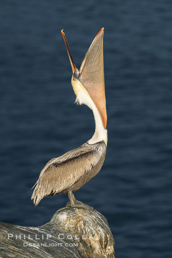 Brown Pelican Performs a Head Throw Lit By Sun on Pedestal Rock, dark ocean from storm clouds on horizon, Pelecanus occidentalis, Pelecanus occidentalis californicus, La Jolla, California