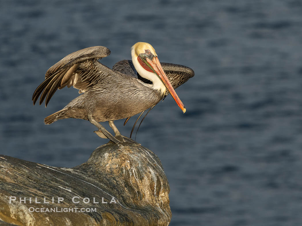 Brown Pelican Performs Virabhadrasana Warrior 3 Pose, Pelican Yoga, winter adult non-breeding plumage. La Jolla, California, USA, Pelecanus occidentalis, Pelecanus occidentalis californicus, natural history stock photograph, photo id 39824