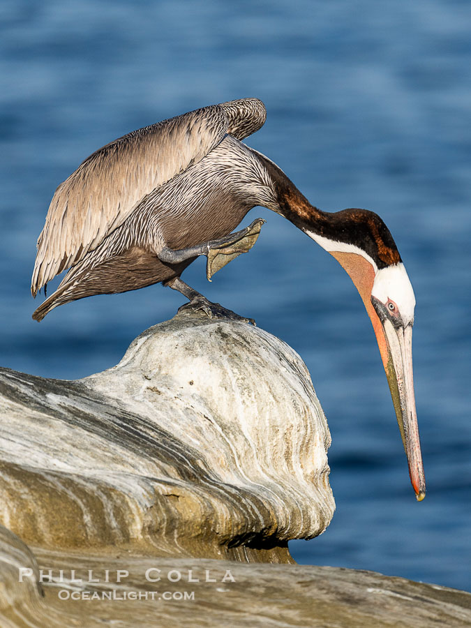 Brown Pelican Performs Yoga Pose Baddha Virabhadrasana, also known as Devotional Warrior or Humble Warrior., Pelecanus occidentalis californicus, Pelecanus occidentalis, natural history stock photograph, photo id 40886