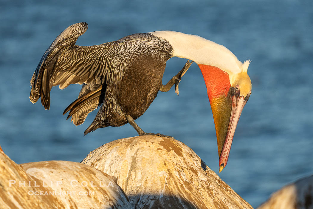 Brown Pelican Performs Yoga Pose Baddha Virabhadrasana, also known as Devotional Warrior or Humble Warrior. Winter adult non-breeding plumage, Pelecanus occidentalis californicus, Pelecanus occidentalis, La Jolla, California