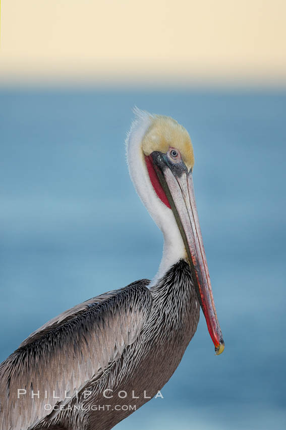 Brown pelican, adult winter non-breeding plumage showing white hindneck and red gular throat pouch..  This large seabird has a wingspan over 7 feet wide. The California race of the brown pelican holds endangered species status, due largely to predation in the early 1900s and to decades of poor reproduction caused by DDT poisoning. La Jolla, USA, Pelecanus occidentalis, Pelecanus occidentalis californicus, natural history stock photograph, photo id 18052