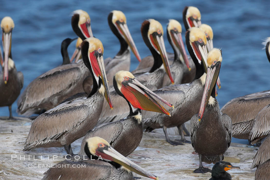 Brown pelicans rest and preen on seacliffs above the ocean.   In winter months, breeding adults assume a dramatic plumage with brown neck, yellow and white head and bright red-orange gular throat pouch. La Jolla, California, USA, Pelecanus occidentalis, Pelecanus occidentalis californicus, natural history stock photograph, photo id 18260