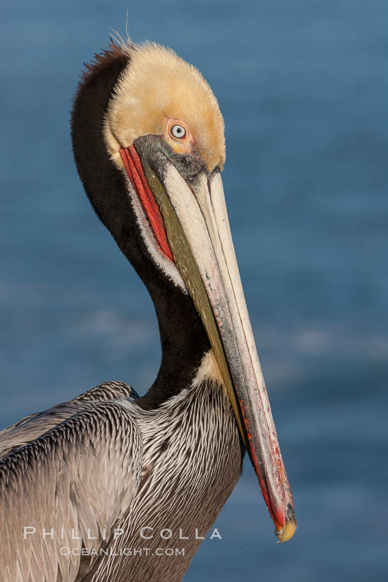 Portrait of California brown pelican, with the characteristic winter mating plumage shown: red throat, yellow head and dark brown hindneck. La Jolla, USA, Pelecanus occidentalis, Pelecanus occidentalis californicus, natural history stock photograph, photo id 23668