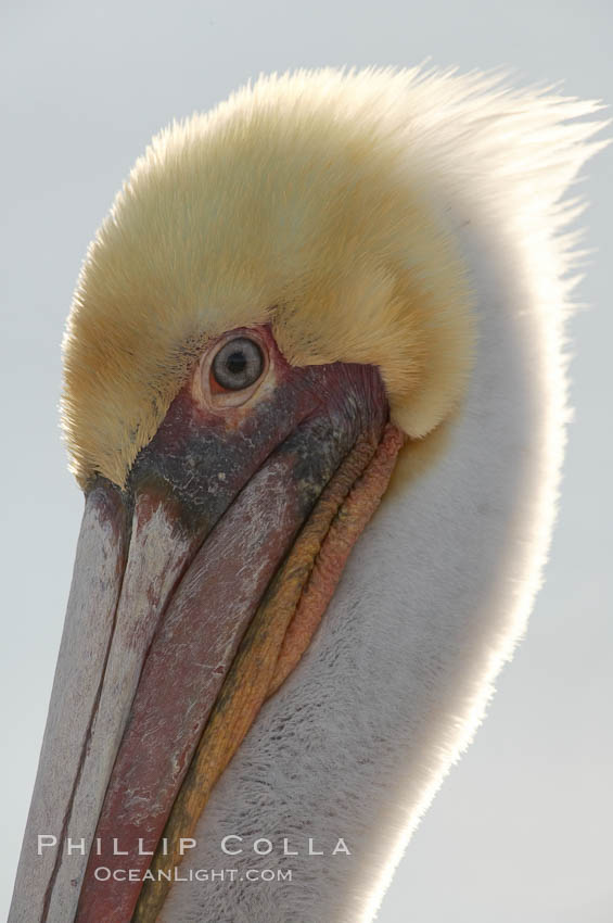 Brown pelican, plumage transitioning into breeding colors. Bolsa Chica State Ecological Reserve, Huntington Beach, California, USA, Pelecanus occidentalis, Pelecanus occidentalis californicus, natural history stock photograph, photo id 19907