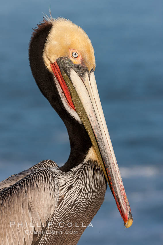 Portrait of California brown pelican, with the characteristic winter mating plumage shown: red throat, yellow head and dark brown hindneck. La Jolla, USA, Pelecanus occidentalis, Pelecanus occidentalis californicus, natural history stock photograph, photo id 23647