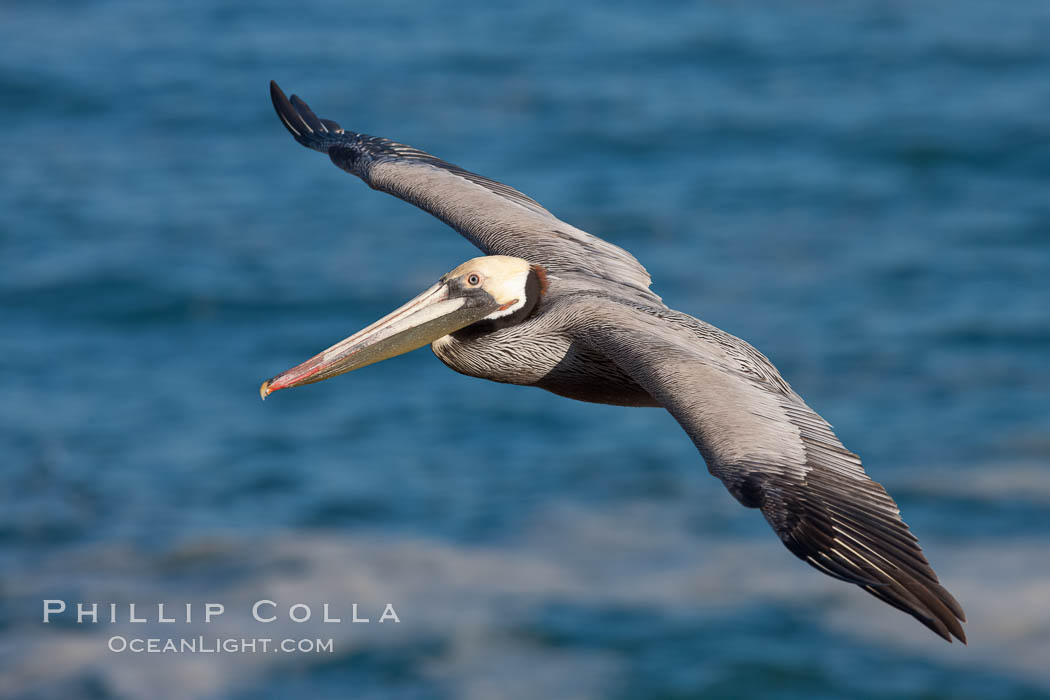 California pelican in flight, soaring over the ocean.  The wingspan of this large ocean-going seabird can reach 7' from wing tip to wing tip. La Jolla, USA, Pelecanus occidentalis, Pelecanus occidentalis californicus, natural history stock photograph, photo id 23651
