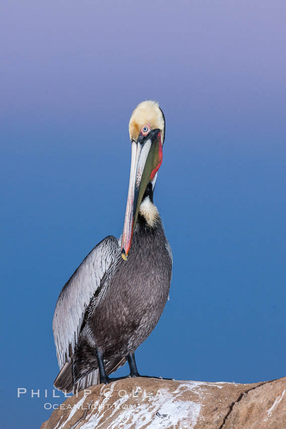 California brown pelican, portrait in pink-purple predawn light, rests on sandstone seabluff.  The characteristic mating plumage of the California race of brown pelican is shown, with red gular throat pouch and dark brown hindneck colors. La Jolla, USA, Pelecanus occidentalis, Pelecanus occidentalis californicus, natural history stock photograph, photo id 23663