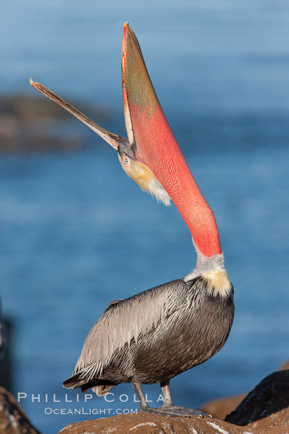 California brown pelican, throwing head back to stretch its throat. La Jolla, USA, Pelecanus occidentalis, Pelecanus occidentalis californicus, natural history stock photograph, photo id 26287