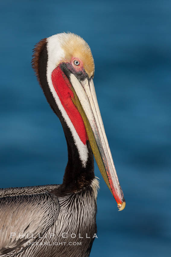 California brown pelican, showing characteristic winter plumage including red/olive throat, brown hindneck, yellow and white head colors. La Jolla, USA, Pelecanus occidentalis, Pelecanus occidentalis californicus, natural history stock photograph, photo id 26463