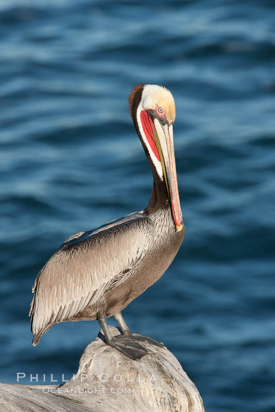 California brown pelican, showing characteristic winter plumage including red/olive throat, brown hindneck, yellow and white head colors. La Jolla, USA, Pelecanus occidentalis californicus, natural history stock photograph, photo id 26471