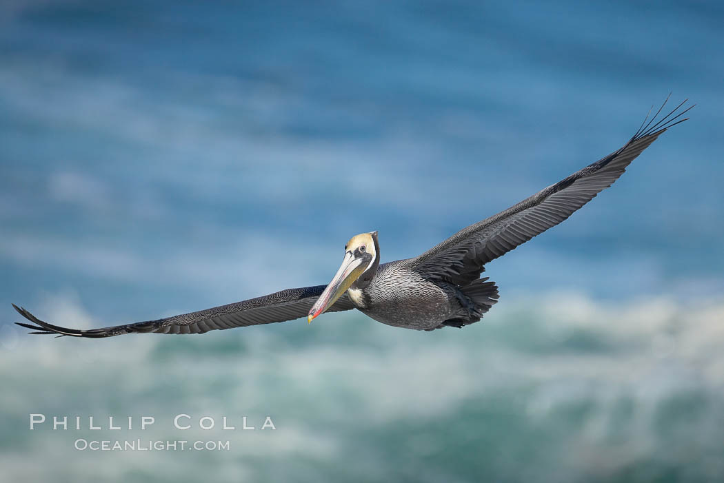 Brown pelican in flight.  The wingspan of the brown pelican is over 7 feet wide. The California race of the brown pelican holds endangered species status.  In winter months, breeding adults assume a dramatic plumage, Pelecanus occidentalis, Pelecanus occidentalis californicus, La Jolla