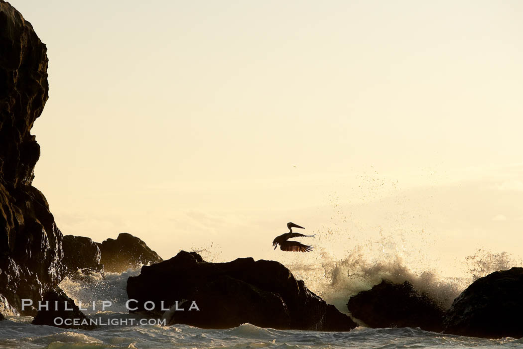 Brown pelican, waves, rocks and cliffs, sunset. Wolf Island, Galapagos Islands, Ecuador, Pelecanus occidentalis, natural history stock photograph, photo id 16689