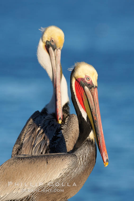 Brown pelican.  This large seabird has a wingspan over 7 feet wide. The California race of the brown pelican holds endangered species status, due largely to predation in the early 1900s and to decades of poor reproduction caused by DDT poisoning.  In winter months, breeding adults assume a dramatic plumage with brown neck, yellow and white head and bright red gular throat pouch., Pelecanus occidentalis, Pelecanus occidentalis californicus, natural history stock photograph, photo id 18049