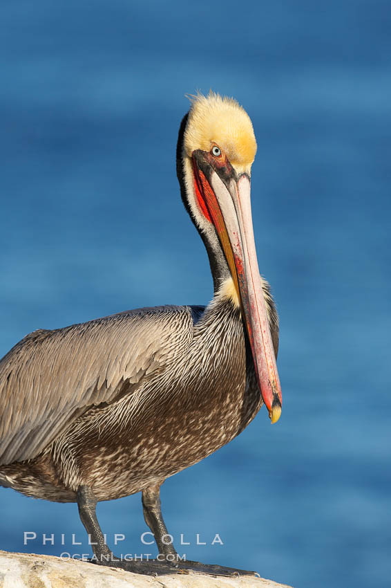 Brown pelican.  This large seabird has a wingspan over 7 feet wide. The California race of the brown pelican holds endangered species status, due largely to predation in the early 1900s and to decades of poor reproduction caused by DDT poisoning.  In winter months, breeding adults assume a dramatic plumage with brown neck, yellow and white head and bright red gular throat pouch. La Jolla, USA, Pelecanus occidentalis, Pelecanus occidentalis californicus, natural history stock photograph, photo id 18053