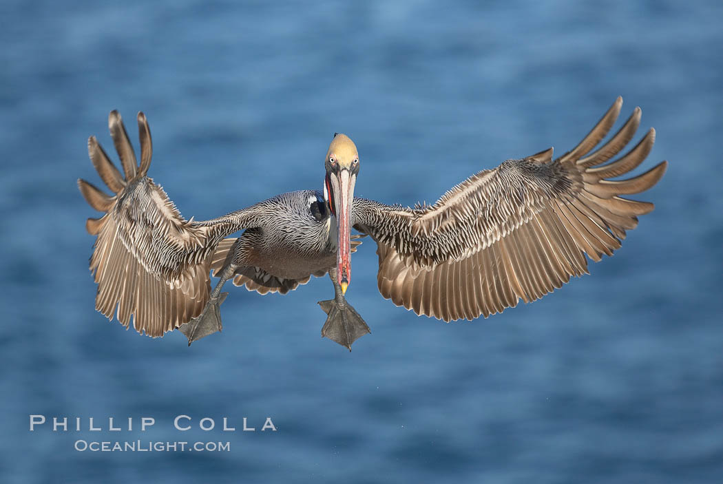 California brown pelican spreads its wings wide as it slows before landing on seacliffs. La Jolla, USA, Pelecanus occidentalis, Pelecanus occidentalis californicus, natural history stock photograph, photo id 18229