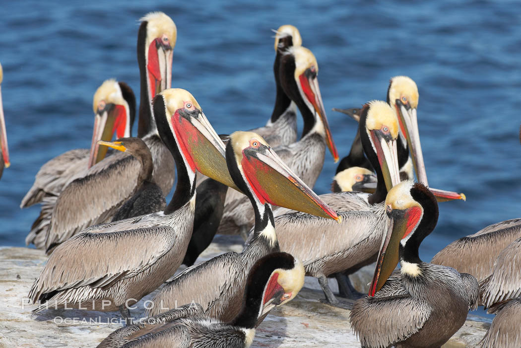 Brown pelicans rest and preen on seacliffs above the ocean. In winter months, breeding adults assume a dramatic plumage with brown neck, yellow and white head and bright red-orange gular throat pouch, Pelecanus occidentalis, Pelecanus occidentalis californicus, La Jolla, California Brown pelicans rest and preen on seacliffs above the ocean. In winter months, breeding adults assume a dramatic plumage with brown neck, yellow and white head and bright red-orange gular throat pouch, Pelecanus occidentalis, Pelecanus occidentalis californicus, La Jolla, California