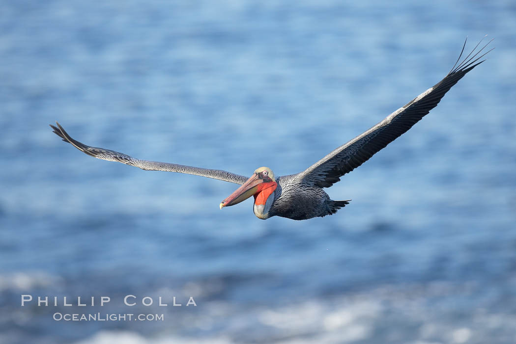 Brown pelican with wings spread during flight. The large wings of an adult brown pelican can reach over 7 feet from end to end. La Jolla, California, USA, Pelecanus occidentalis, Pelecanus occidentalis californicus, natural history stock photograph, photo id 19929
