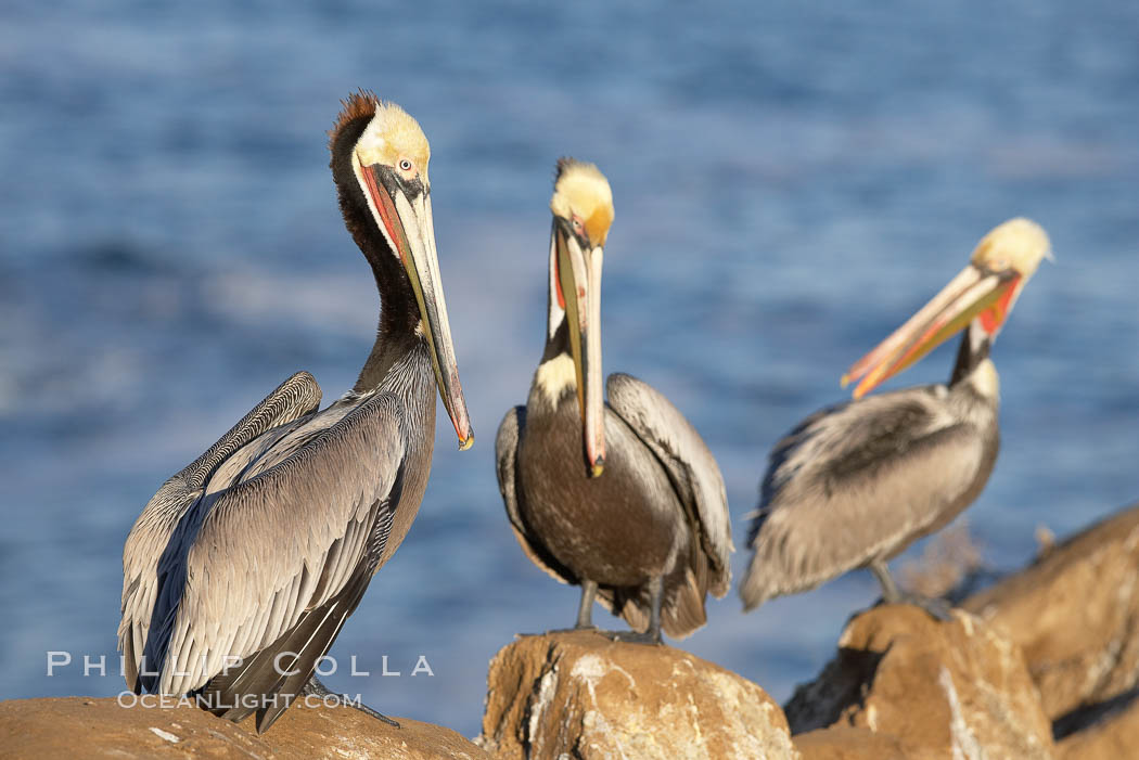 Brown pelicans preening, Pelecanus occidentalis photo, La Jolla, California