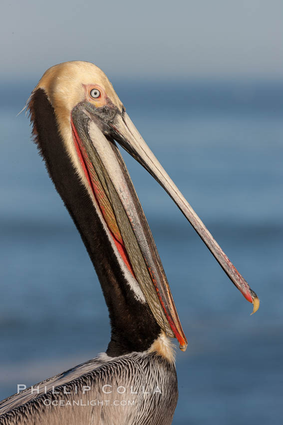 Portrait of California brown pelican, with the characteristic winter mating plumage shown: red throat, yellow head and dark brown hindneck., Pelecanus occidentalis, Pelecanus occidentalis californicus, natural history stock photograph, photo id 23649