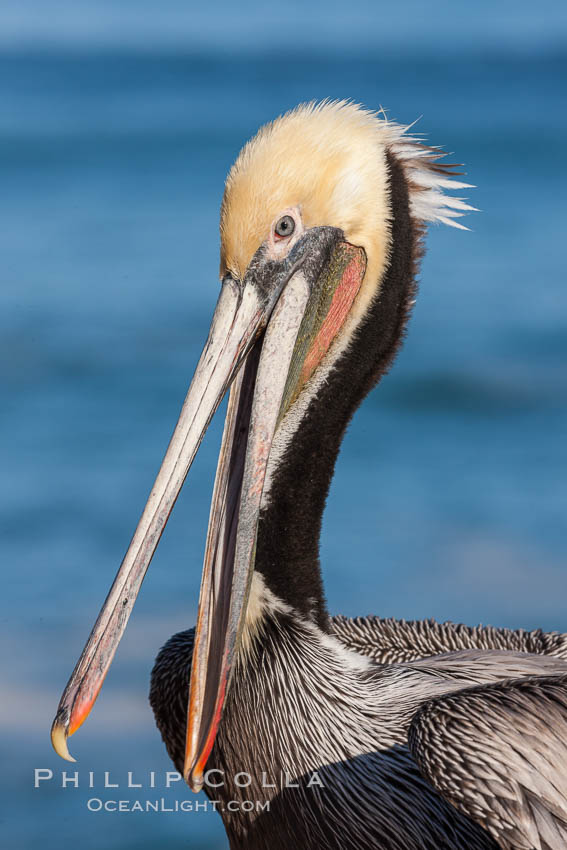 Portrait of California brown pelican, with the characteristic winter mating plumage shown: red throat, yellow head and dark brown hindneck., Pelecanus occidentalis, Pelecanus occidentalis californicus, natural history stock photograph, photo id 23653