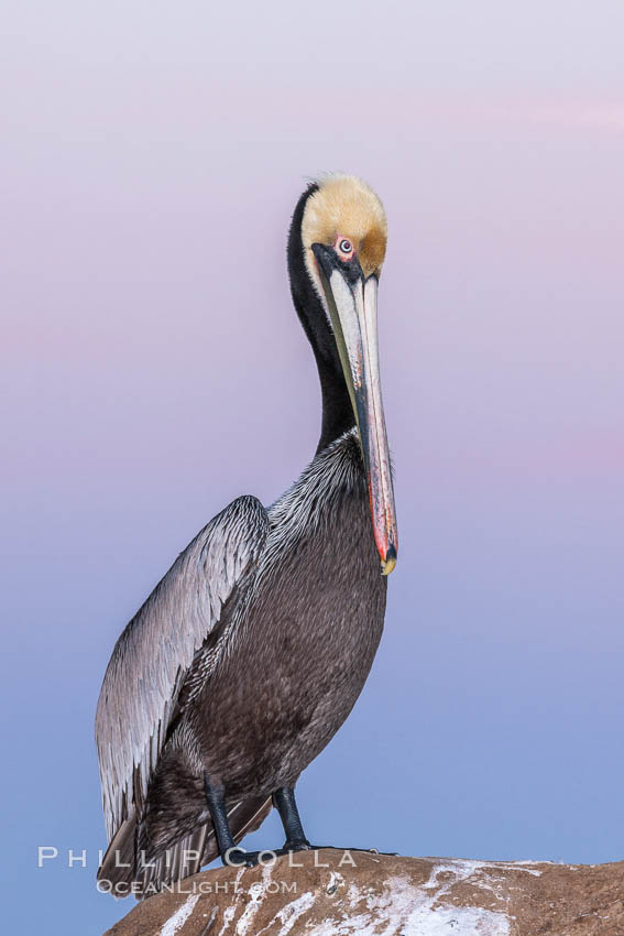 California brown pelican, portrait in pink-purple predawn light, rests on sandstone seabluff.  The characteristic mating plumage of the California race of brown pelican is shown, with red gular throat pouch and dark brown hindneck colors. La Jolla, USA, Pelecanus occidentalis, Pelecanus occidentalis californicus, natural history stock photograph, photo id 23665