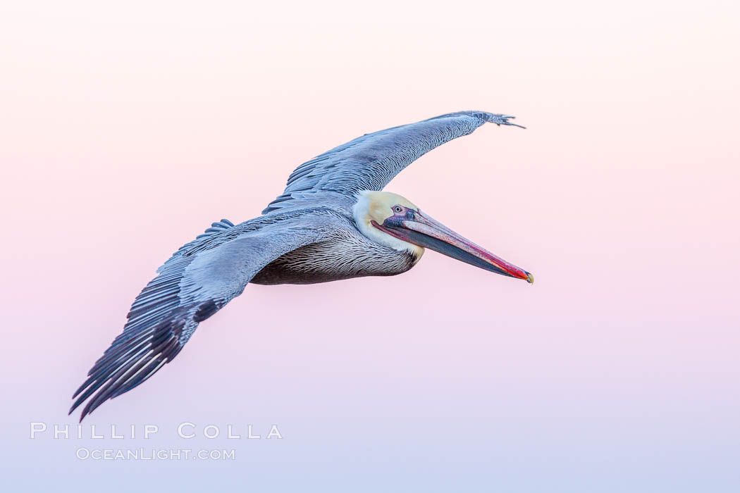 Brown pelican in flight, pink predawn sky, La Jolla, California
