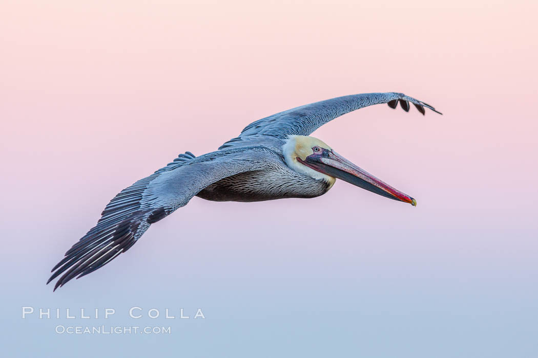 Brown pelican in flight, pink predawn sky. La Jolla, California, USA, natural history stock photograph, photo id 28345