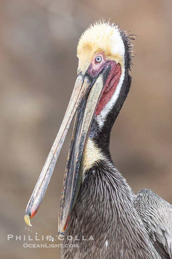Brown Pelican Portrait Clapping Its Jaws, drops of water frozen in mid air between the tips of its bill, adult winter breeding plumage, feathers wet from rain. La Jolla, California, USA, Pelecanus occidentalis, Pelecanus occidentalis californicus, natural history stock photograph, photo id 38910
