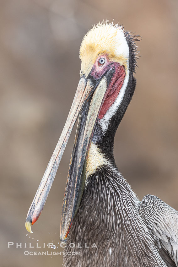 Brown Pelican Portrait Clapping Its Jaws, drops of water frozen in mid air between the tips of its bill, adult winter breeding plumage, feathers wet from rain, Pelecanus occidentalis, Pelecanus occidentalis californicus, La Jolla, California