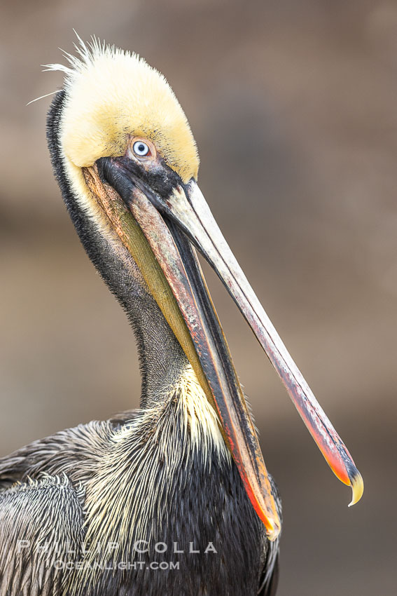 Brown Pelican Portrait Clapping Its Jaws, this individual has more yellow on its breast, back and head than is normal, note the transitioning hind neck just reaching brown signifying breeding status. La Jolla, California, USA, Pelecanus occidentalis, Pelecanus occidentalis californicus, natural history stock photograph, photo id 38912