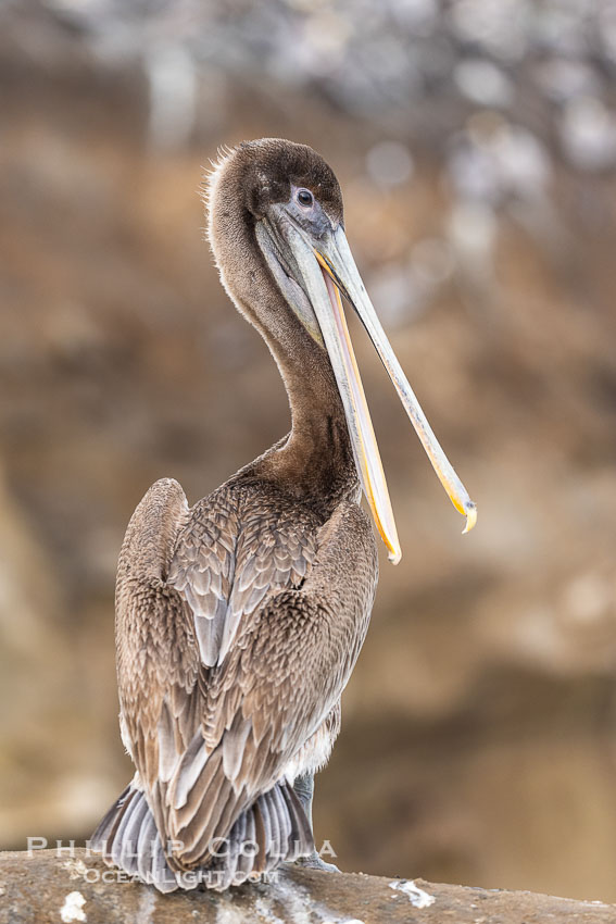 Brown Pelican Portrait Clapping Its Jaws, other pelicans in the background resting on steep cliffs, juvenile plumage (second winter?), Pelecanus occidentalis, Pelecanus occidentalis californicus, La Jolla, California