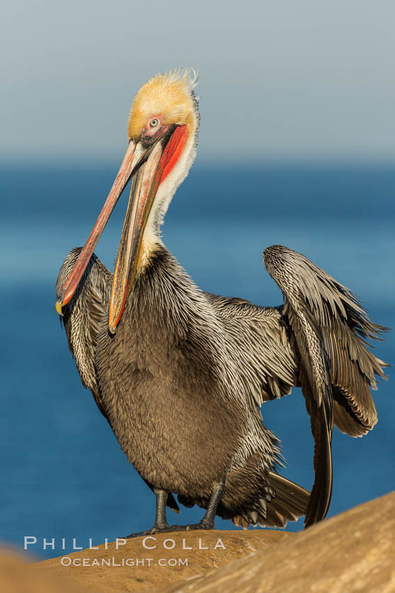 Brown pelican portrait, displaying winter plumage with distinctive yellow head feathers and red gular throat pouch. This adult is just transitioning to the brown hind neck characteristic of the brown pelican breeding plumage. La Jolla, California, USA, Pelecanus occidentalis, Pelecanus occidentalis californicus, natural history stock photograph, photo id 30255