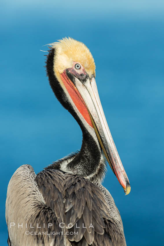 Brown pelican portrait, displaying winter plumage with distinctive yellow head feathers and red gular throat pouch. La Jolla, California, USA, Pelecanus occidentalis, Pelecanus occidentalis californicus, natural history stock photograph, photo id 30295