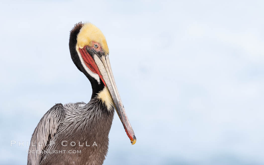 Contemplative brown pelican portrait on overcast day, with surf and foam in the background. Breeding plumage with yellow and white head, red throat, brown neck, Pelecanus occidentalis, Pelecanus occidentalis californicus