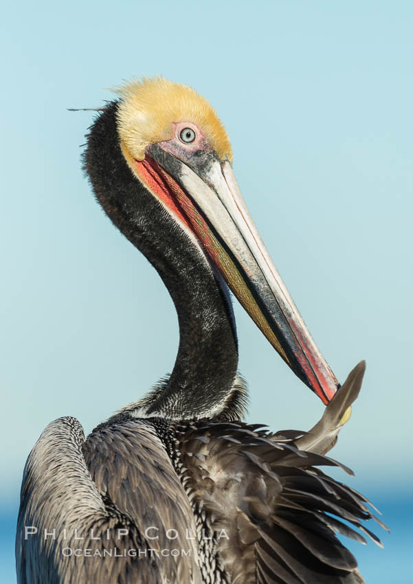 Brown pelican preening, cleaning its feathers after foraging on the ocean, with distinctive winter breeding plumage with distinctive dark brown nape, yellow head feathers and red gular throat pouch, Pelecanus occidentalis, Pelecanus occidentalis californicus, La Jolla, California